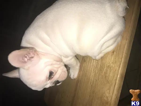 French Bulldog puppy for sale